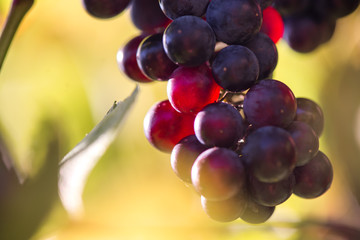 Fresh, sweet, green, dark blue or red grapes hanging from branch. Sunset background. Local backyard-grown grapes ready for harvest. Healthy fruit background. 