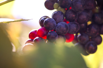Fresh, sweet, green, dark blue or red grapes hanging from branch. Sunset background. Local backyard-grown grapes ready for harvest. Healthy fruit background. 