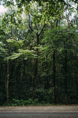 forest
