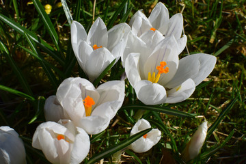 Fototapeta premium White crocuses bloom in the spring garden.