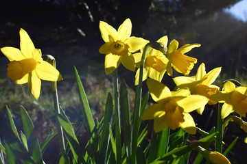 Daffodils are blooming. Spring garden.