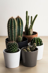 Group of small cacti and succulent plants in pots