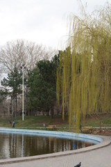 landscape, willow in the park near the reservoir