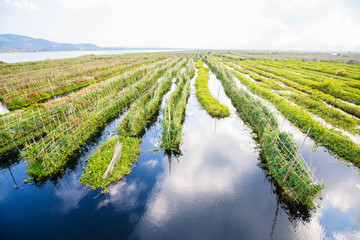 Floating gardens in Myanmar