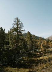pine forest in mountains