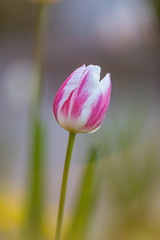 A close up of pretty tulip flowers, with a shallow depth of field