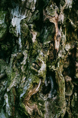 bark of a tree