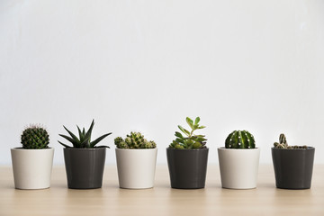 Row of six small cacti and succulent plants in pots