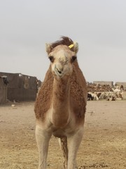 Funny camel surprised