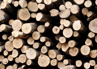 dead tree trunks in a stick