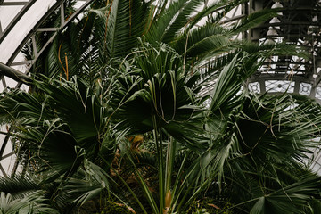 plants in green house