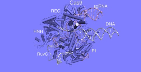 CAS9