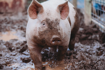 Market Hog Pig in Mud