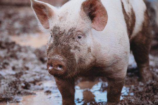 Market Hog Pig in Mud