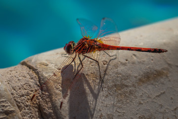 Libelle am Rande eines Pools