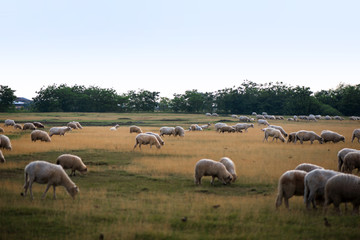 Naklejka na ściany i meble Large herd of sheep in meadow grazing grass. Concept of living in countryside. 