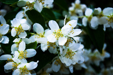 white flowers of apple tree