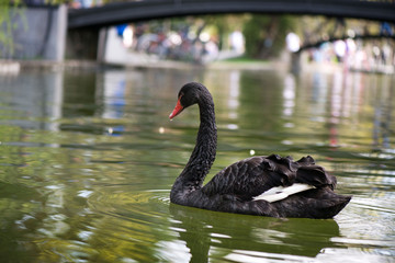 Beautiful black swan (Cygnus atratus) swimming in green water in lake, pool or pond in park in city center.