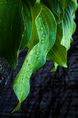 green leaf