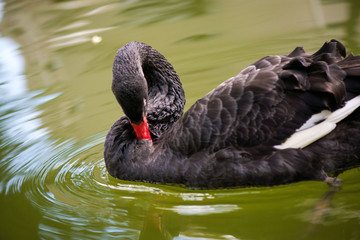 Beautiful black swan (Cygnus atratus) swimming in green water in lake, pool or pond in park in city center.