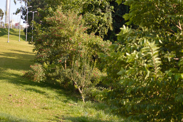 natureza sol lagoa verde ponte