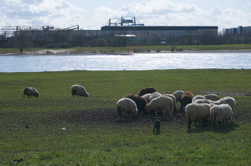 Sheep on the river bank
