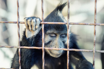 Portrait of sad wild mokey hopelessly looking through metal cage. Caged ape with despair depressed...