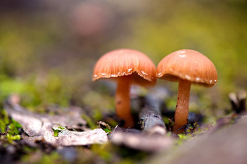 Two poisonous mushrooms in forest on green background. Beautiful autumn nature.