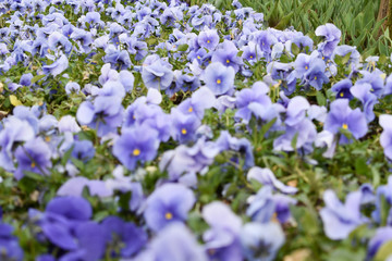purple flower, spring background