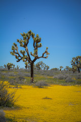 Fototapeta premium California Wildflowers Super Bloom