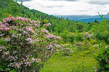 Fototapeta na wymiar Mountain Laurel in bloom on Roan Mountain.
