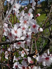 Mandelblüten am Baum