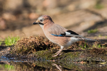 Eurasian jay standing on the edge of a pond