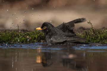 A common blackbird is taking a bath splashing in a pond