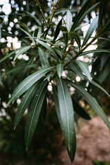 green plant