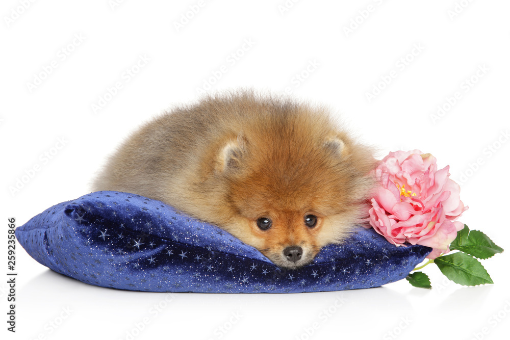 Wall mural Spitz puppy lying on blue pillow with pink flower