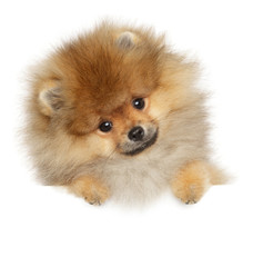 Pomeranian Spitz puppy on banner