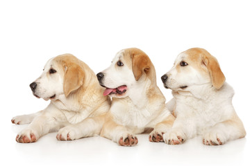 Alabai puppies, lying on a white background