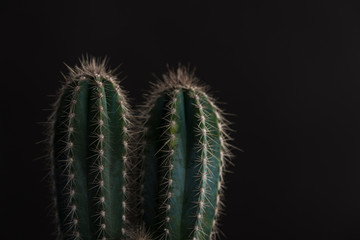 Obraz premium Tips of cactus plant on a black background