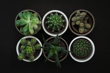 Top down view of six small cacti and succulent plants in pots