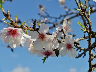 Blühender Mandelbaum auf Mallorca