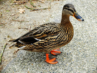Mallard (Anas platyrhynchos) female duck standing on the shore of the lake, not in the water.