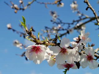 Mandelblüte
