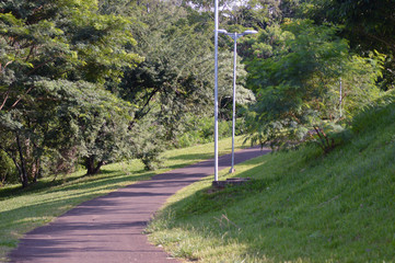 arvore natureza ponte animais passaro