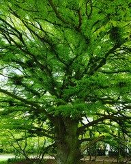 Obraz premium Giant tree