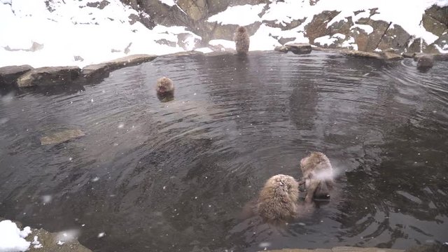 Japanese macaque or snow Japanese monkey with onsen at snow monkey park or Jigokudani Yaen-Koen in Nagano, Japan during the winter season
