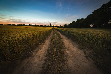 Dirt road in the yellow wheat field at bright cloudy night