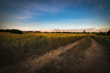 Fototapeta na wymiar Dirt road in the yellow wheat field at bright cloudy night