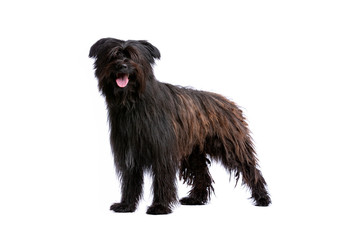 black Pyrenean Shepherd