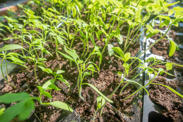 agriculture plant seeding growing step concept in garden and sunlight